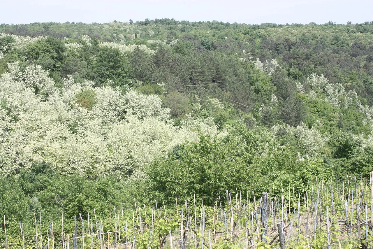 Oprtalj landscape